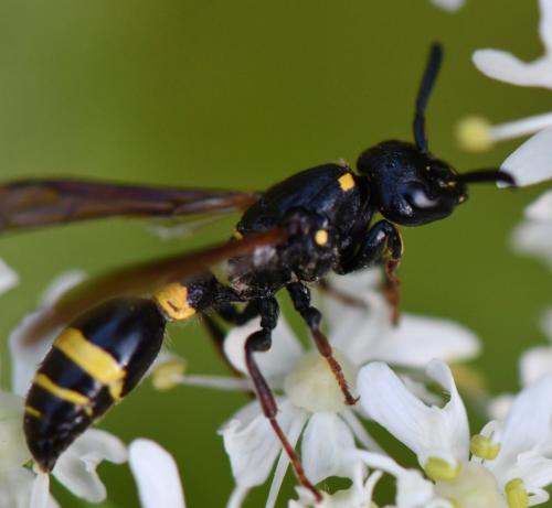 Discoelius dufourii